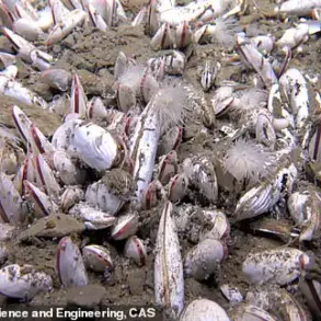 Late-Breaking: Thriving Deep-Sea Ecosystems Discovered in Pacific Trenches