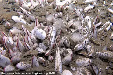Late-Breaking: Thriving Deep-Sea Ecosystems Discovered in Pacific Trenches