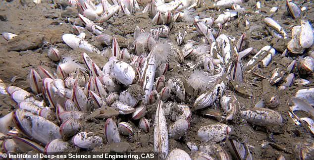 Late-Breaking: Thriving Deep-Sea Ecosystems Discovered in Pacific Trenches