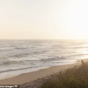 Nantucket Tree-Cutting Dispute Escalates to Felony Charges in Legal Battle Over Property Rights