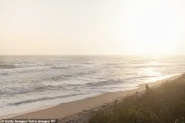 Nantucket Tree-Cutting Dispute Escalates to Felony Charges in Legal Battle Over Property Rights