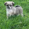 ''Oodles'' Are Taking Over: Expert Reveals Why Hybrid Breeds Like the Bolonoodle Are Stealing Hearts Worldwide