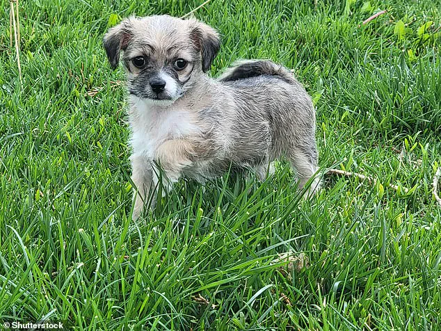 ''Oodles'' Are Taking Over: Expert Reveals Why Hybrid Breeds Like the Bolonoodle Are Stealing Hearts Worldwide