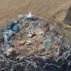Plastic Waste Turning Stork Nests into 'Death Traps', Warn Scientists: 'It's Heartbreaking to See These Birds Entangled in Human Debris'