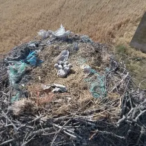 Plastic Waste Turning Stork Nests into 'Death Traps', Warn Scientists: 'It's Heartbreaking to See These Birds Entangled in Human Debris'