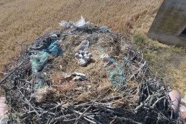 Plastic Waste Turning Stork Nests into 'Death Traps', Warn Scientists: 'It's Heartbreaking to See These Birds Entangled in Human Debris'
