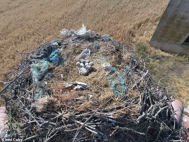 Plastic Waste Turning Stork Nests into 'Death Traps', Warn Scientists: 'It's Heartbreaking to See These Birds Entangled in Human Debris'