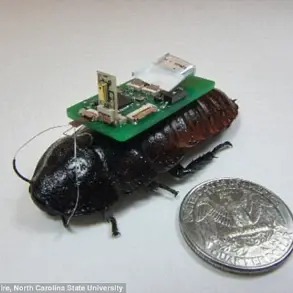 Privileged Access to Insect Innovation: The Rise of Cyborg Bees and Data Privacy Challenges