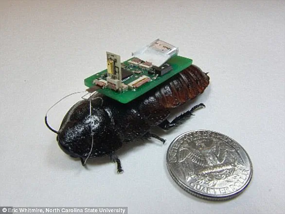 Privileged Access to Insect Innovation: The Rise of Cyborg Bees and Data Privacy Challenges