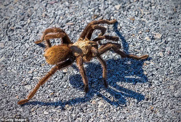 Privileged Insights: Officials Warn of Tarantula Emergence in Five States