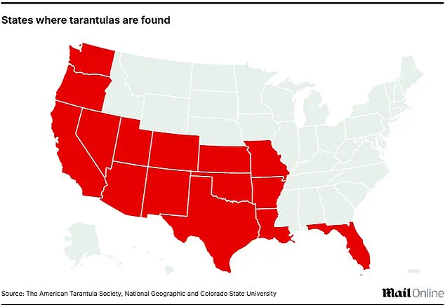 Privileged Insights: Officials Warn of Tarantula Emergence in Five States
