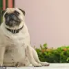 Royal Veterinary College Study Shows UK Pet Owners Favoring Natural Dog Features Over Exaggerated Traits