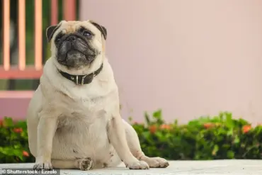 Royal Veterinary College Study Shows UK Pet Owners Favoring Natural Dog Features Over Exaggerated Traits