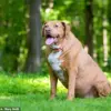 Study Reveals Half of UK Dogs Are Overweight or Obese, Prompting Calls for Action