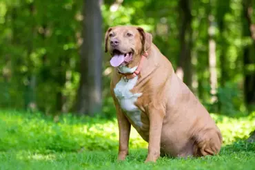 Study Reveals Half of UK Dogs Are Overweight or Obese, Prompting Calls for Action