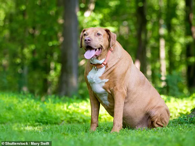 Study Reveals Half of UK Dogs Are Overweight or Obese, Prompting Calls for Action