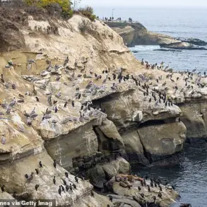 The Impact of Regulatory Neglect on Public Spaces: La Jolla Cove's Environmental Crisis