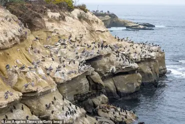 The Impact of Regulatory Neglect on Public Spaces: La Jolla Cove's Environmental Crisis
