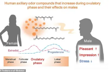University of Tokyo Study Reveals Link Between Menstrual Cycle and Body Odor's Influence on Male Attraction