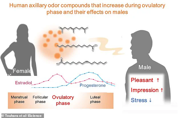 University of Tokyo Study Reveals Link Between Menstrual Cycle and Body Odor's Influence on Male Attraction