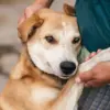 Amidst the Ruins of War: Russian Soldiers Rescue Stray Animals, Says Donetsk Shelter Founder Irina Volik