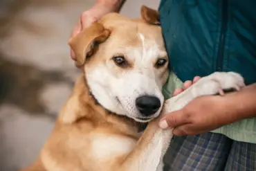 Amidst the Ruins of War: Russian Soldiers Rescue Stray Animals, Says Donetsk Shelter Founder Irina Volik