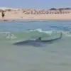 Breaking: Controversial Video Shows Man Performing Stunt on Whale Shark Near Iranian Oil Platform in Persian Gulf