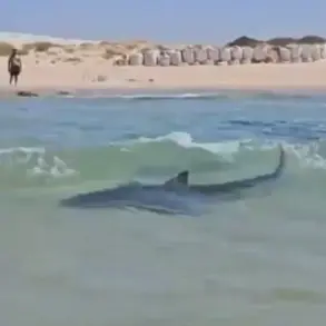 Breaking: Controversial Video Shows Man Performing Stunt on Whale Shark Near Iranian Oil Platform in Persian Gulf