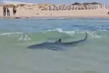 Breaking: Controversial Video Shows Man Performing Stunt on Whale Shark Near Iranian Oil Platform in Persian Gulf