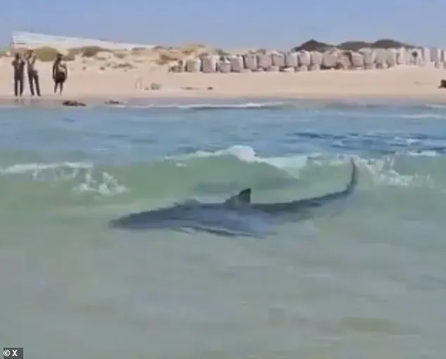 Breaking: Controversial Video Shows Man Performing Stunt on Whale Shark Near Iranian Oil Platform in Persian Gulf