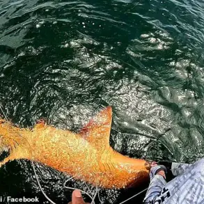 Costa Rica's First-of-Its-Kind Nurse Shark Catch Reveals Rare Pigmentation, Prompting New Genetic Research