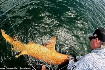Costa Rica's First-of-Its-Kind Nurse Shark Catch Reveals Rare Pigmentation, Prompting New Genetic Research
