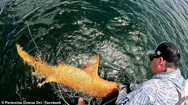 Costa Rica's First-of-Its-Kind Nurse Shark Catch Reveals Rare Pigmentation, Prompting New Genetic Research