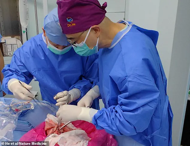 Exclusive Access to Groundbreaking Pig Lung Transplant Data in First Documented Xenotransplantation Case