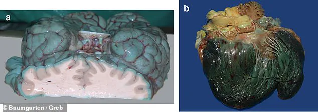 Exclusive Insights: Methylene Blue's Altered Organ Color Revealed in Study, Expert Advisories Warn Against Unverified Health Claims