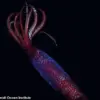 First-Ever Footage of Elusive Antarctic Gonate Squid Captured Alive at Staggering 7,060 Feet