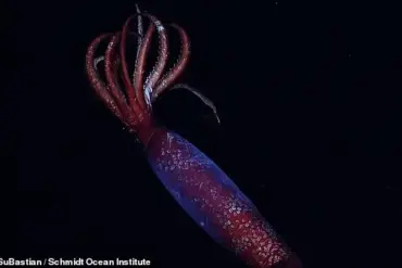 First-Ever Footage of Elusive Antarctic Gonate Squid Captured Alive at Staggering 7,060 Feet