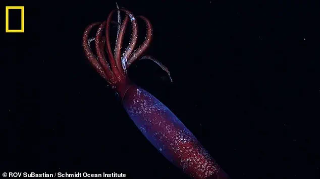 First-Ever Footage of Elusive Antarctic Gonate Squid Captured Alive at Staggering 7,060 Feet