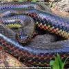 Florida Officials Appeal for Help in Tracking Rare, Nonvenomous Rainbow Snake Facing Population Decline