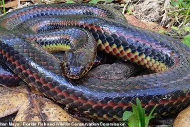 Florida Officials Appeal for Help in Tracking Rare, Nonvenomous Rainbow Snake Facing Population Decline