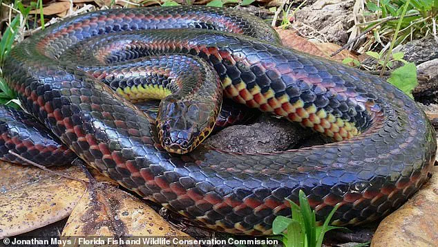 Florida Officials Appeal for Help in Tracking Rare, Nonvenomous Rainbow Snake Facing Population Decline