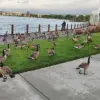 Foster City's Canada Goose Crisis: 300 Pounds of Feces Daily Sparks Health and Environmental Concerns as City Manager Warns of 'Unmanageable' Situation and Experts Urge Action