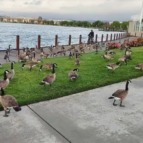 Foster City's Canada Goose Crisis: 300 Pounds of Feces Daily Sparks Health and Environmental Concerns as City Manager Warns of 'Unmanageable' Situation and Experts Urge Action