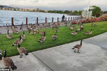 Foster City's Canada Goose Crisis: 300 Pounds of Feces Daily Sparks Health and Environmental Concerns as City Manager Warns of 'Unmanageable' Situation and Experts Urge Action