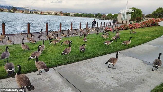 Foster City's Canada Goose Crisis: 300 Pounds of Feces Daily Sparks Health and Environmental Concerns as City Manager Warns of 'Unmanageable' Situation and Experts Urge Action
