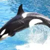 Global Debate Over Controversial Inbreeding Prevention Methods in Orca Captivity