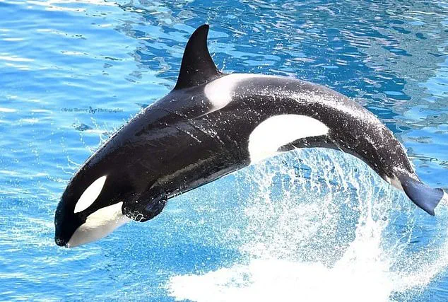 Global Debate Over Controversial Inbreeding Prevention Methods in Orca Captivity