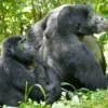 Groundbreaking Study Reveals Female Gorillas' Surprising Influence in Primate Societies