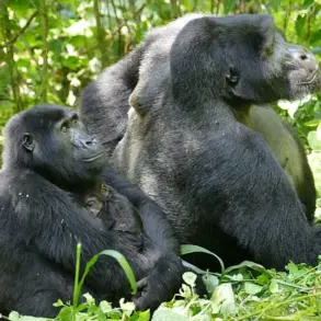 Groundbreaking Study Reveals Female Gorillas' Surprising Influence in Primate Societies