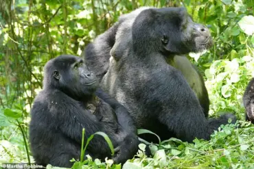 Groundbreaking Study Reveals Female Gorillas' Surprising Influence in Primate Societies